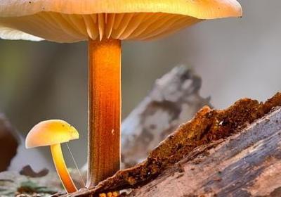 酬组词 与酬字相关的词语有哪些(推荐142个)
