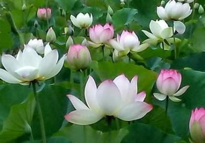阵组词 阵字的词语有哪些(通用186个)