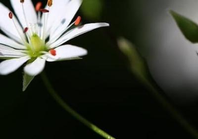 撒组词 与撒字相关的词语有哪些(优选176个)
