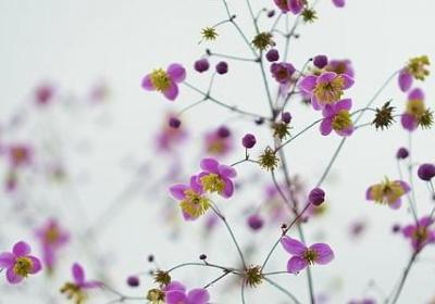 蜜组词 用蜜字组相关的词语大全(通用189个)