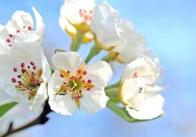 芙组词 用芙字怎么组词(常见51个)