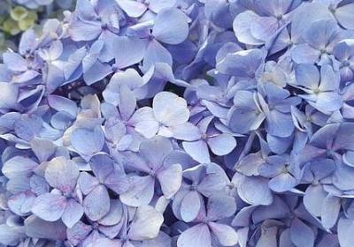 蛾组词 蛾字相关的词语有哪些(精选118个)