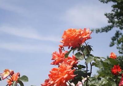 拒绝男生表白的委婉语句(通用160句)