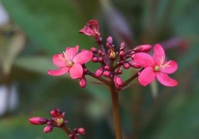 描写桃花句子(合集50句)