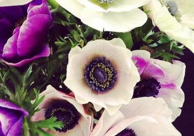 描写海鸥句子(优选50句)