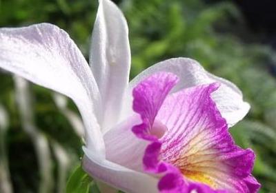 描写小猫可爱的句子(合集44句)