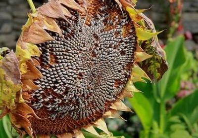 描写女生服装的句子(共50句)