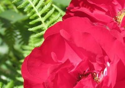 描写摄影师的句子(共50句)