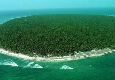 描写植物发芽的句子(汇总51句)