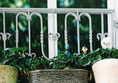 描写小树林的句子(共8句)