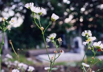 描写彩云的句子(汇总54句)