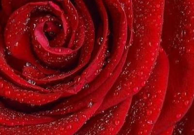 描写春雨的句子短句(55句)