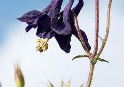 描写感恩祖国的句子(推荐20句)