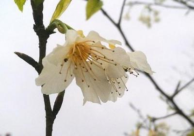 描写悲哀的句子(合集50句)