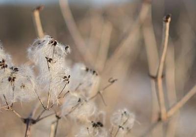 描写梧桐叶的句子(共51句)
