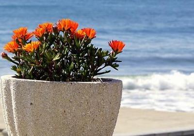 描写孕妇的优美句子(必备48句)