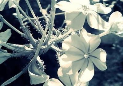 描写月儿的句子(合集50句)