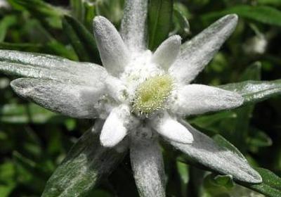 描写松果的句子(热门16句)