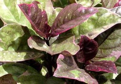 描写思念爱人的句子(必备46句)