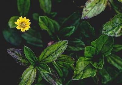 描写月夜的句子(推荐30句)