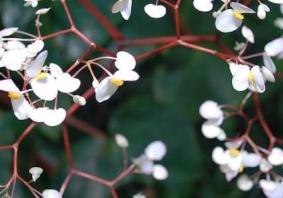 描写拉拉队的句子(精选20句)