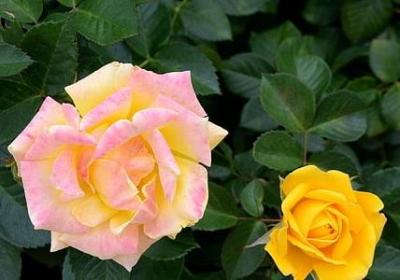 描写接吻的优美句子(50句)