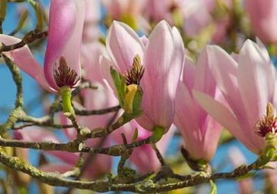 描写学校大门的句子(优选49句)