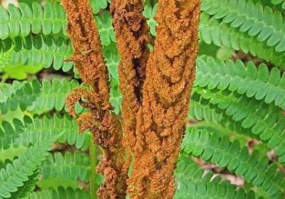 描写校园美丽的句子(合集42句)