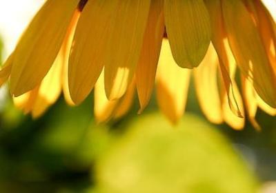 描写春天景物的短句(必备29句)