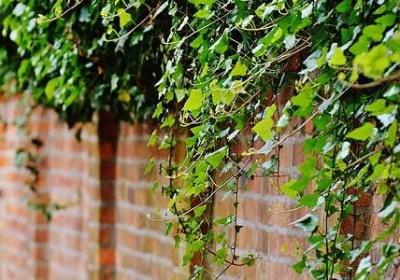 描写杏花的句子 短句(推荐50句)