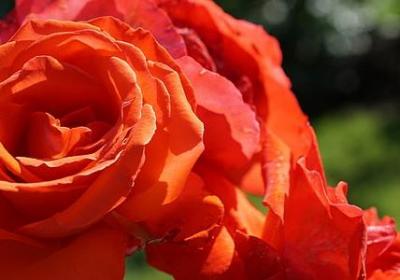 描写感恩的句子(合集50句)