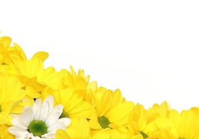 描写植物的优美句子(20句)