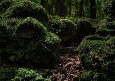 描写树叶的短句(50句)