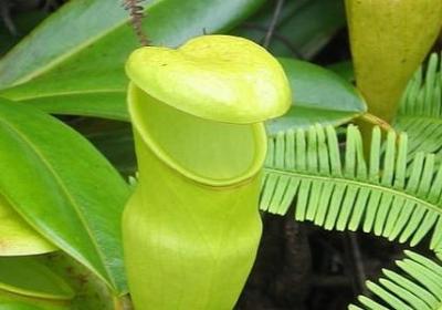 描写海南岛景色的句子(实用15句)