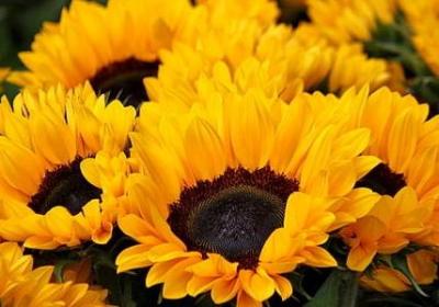 描写武林高手的句子(通用50句)