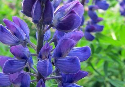 描写柳枝的优美句子(共50句)