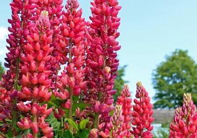 描写干旱的句子(推荐50句)