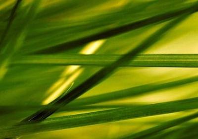 描写扔铅球的句子(共50句)