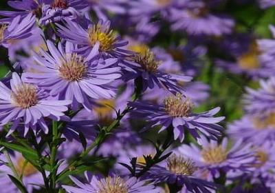 描写小草坚强的句子(优选20句)