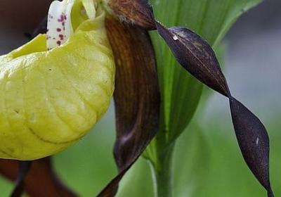 描写树荫的句子(45句)