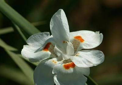 描写校园秋天的句子(实用6句)