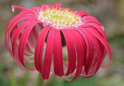 描写春风吹的句子(实用51句)