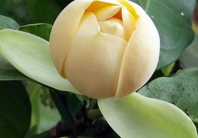 描写春天句子(实用10句)