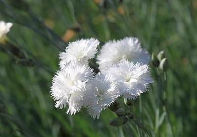 描写沿途风景的小短句(通用50句) 描写沿途风景的小短句(通用50句)