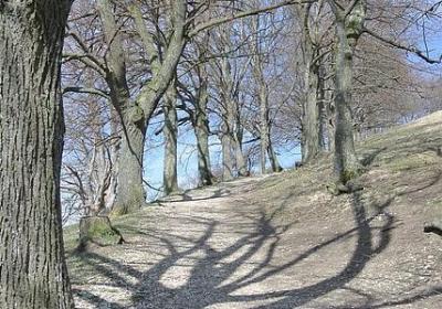 描写春天百花盛开的句子(合集8句) 描写春天百花盛开的句子(合集8句)