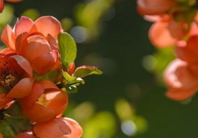 描写恶狗的句子(推荐50句) 描写恶狗的句子(推荐50句)