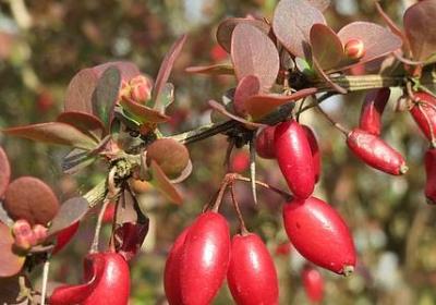 描写带有比喻的句子(热门50句) 描写带有比喻的句子(热门50句)