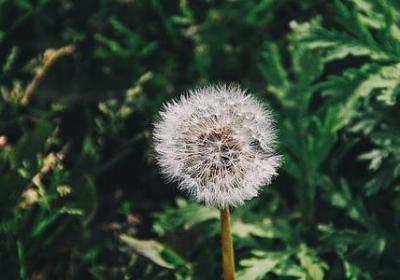 描写枫叶红的句子(热门10句) 描写枫叶红的句子(热门10句)