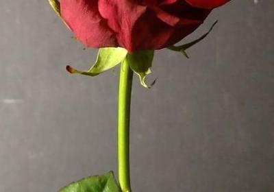 描写树叶落下的句子(精选50句)