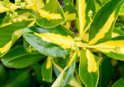 描写樱花的句子 短句(汇总50句)